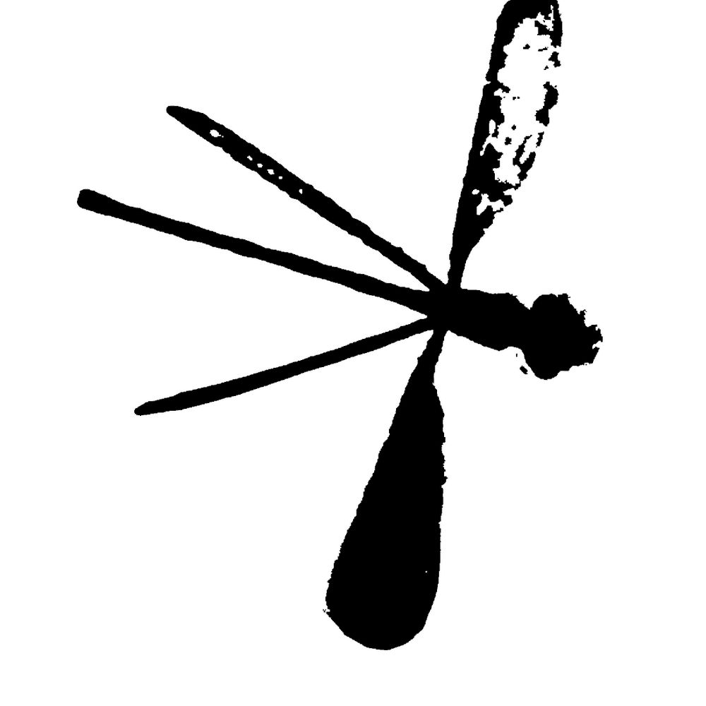 Fotogramma della libellula con le ali aperte