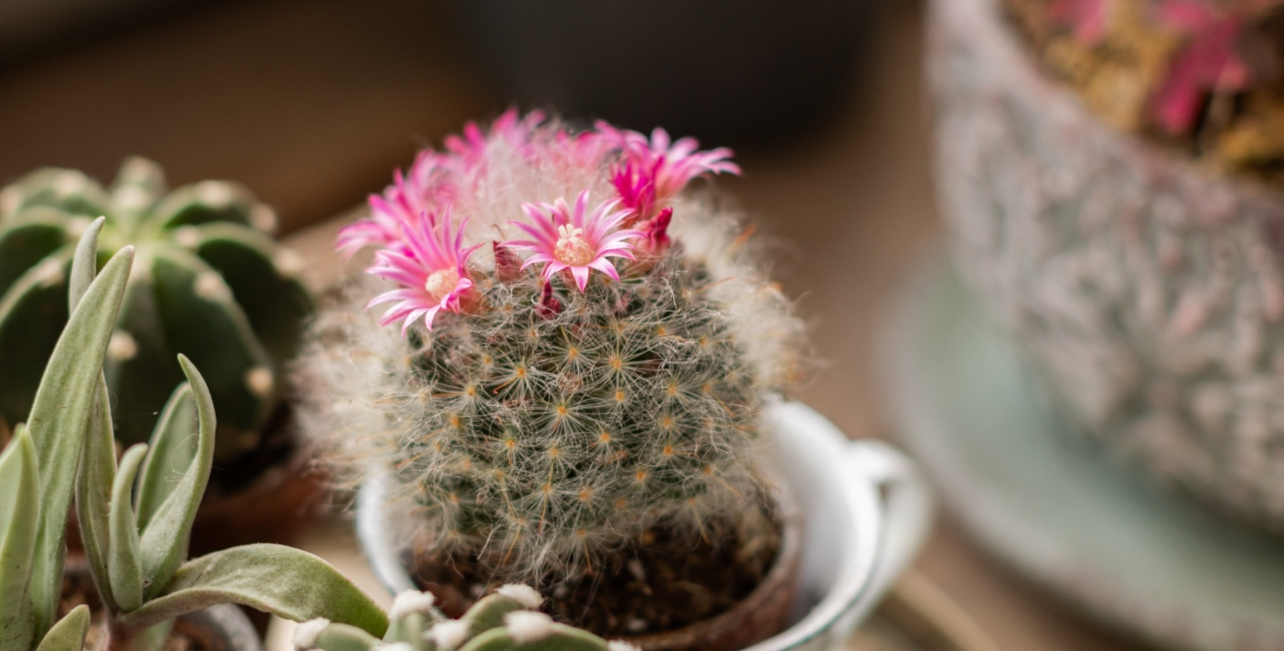 Cactus in fiore in una tazzina di ceramica