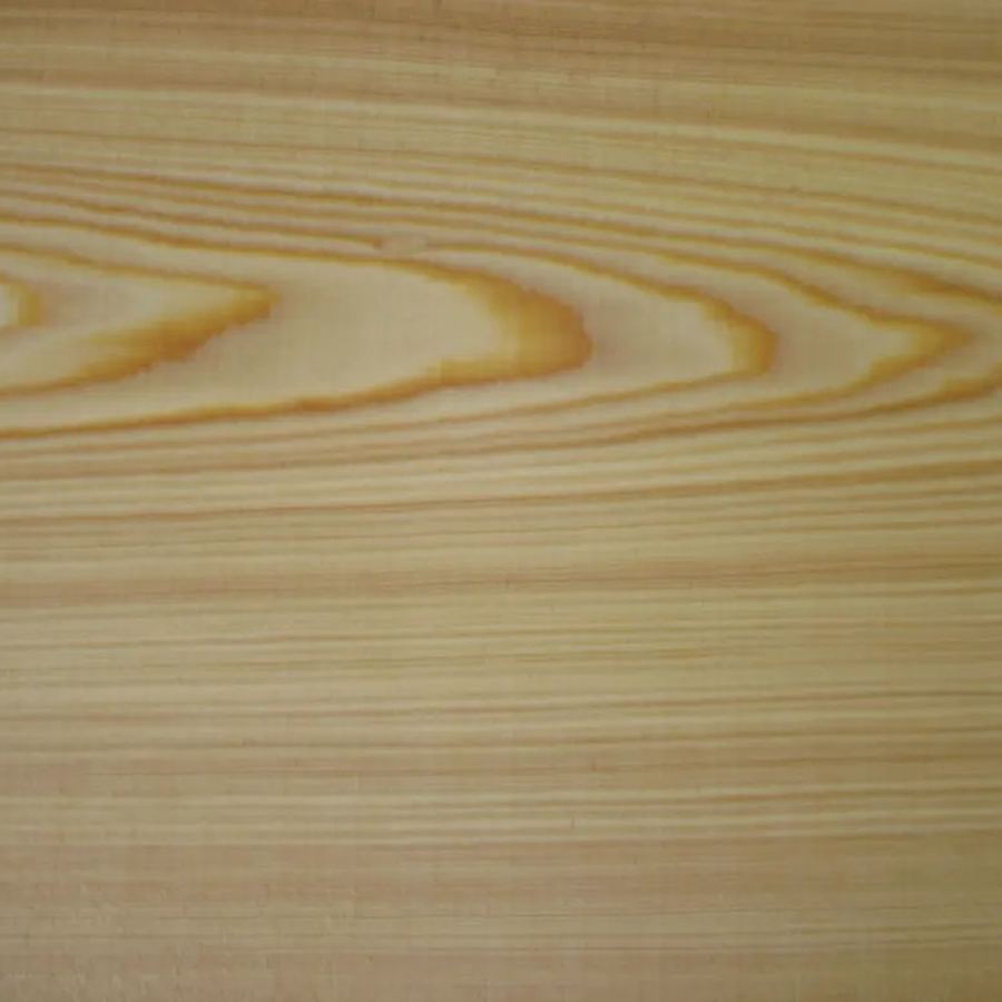 Campione di legno: larice