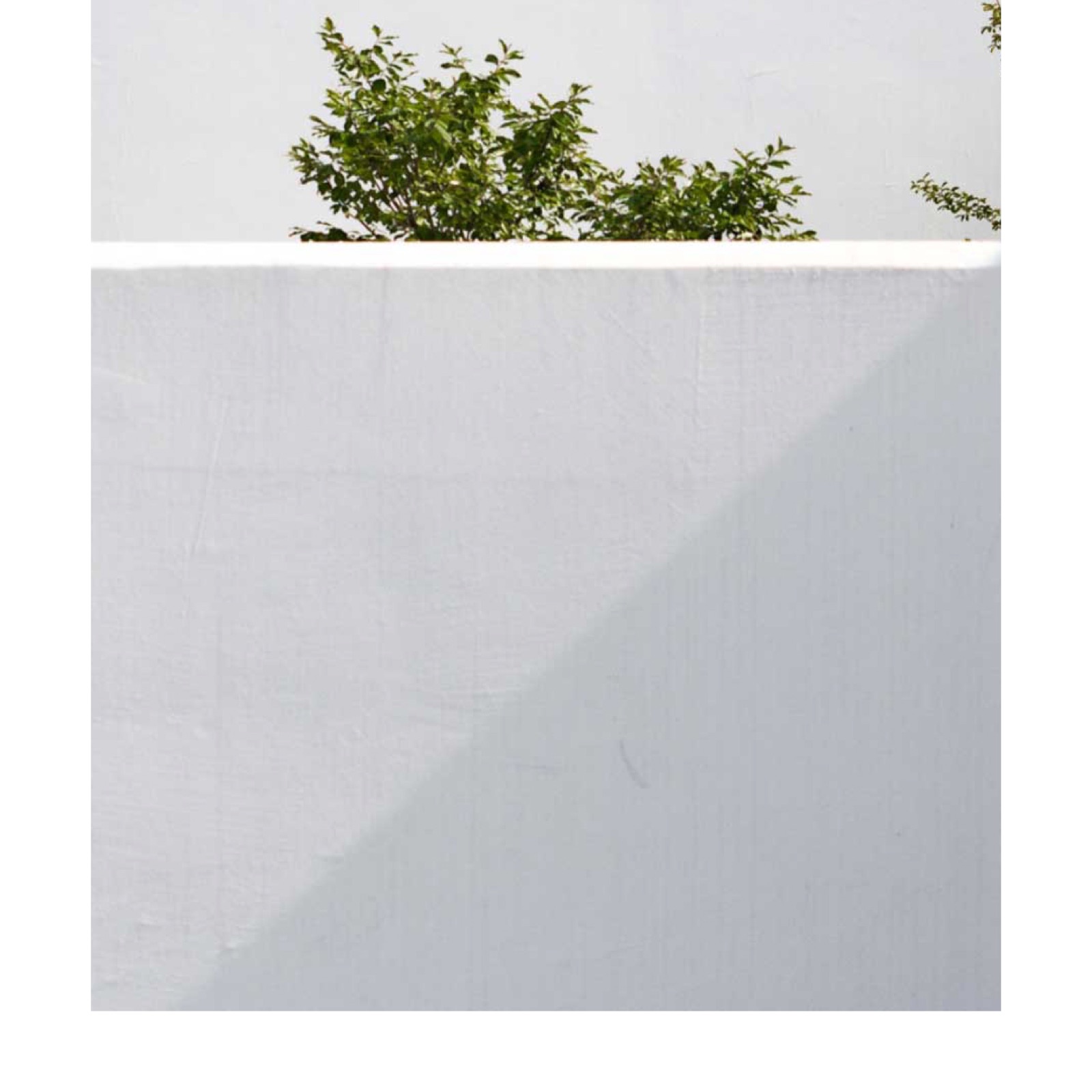 Un muro bianco con un’ombra diagonale e le foglie di un albero che spuntano dall’alto